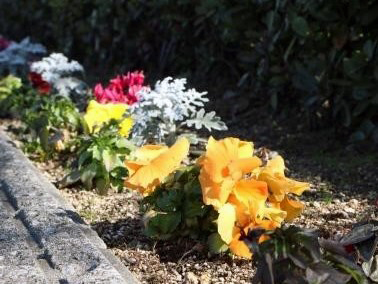 ポートアイランドキャンパスの花の様子