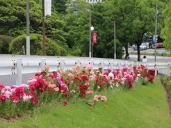 6月のキャンパスの花