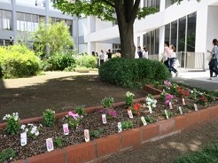 6月のキャンパスの花