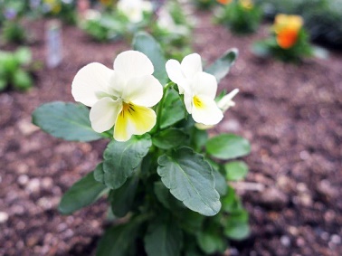 ポートアイランドキャンパスの中庭の花4